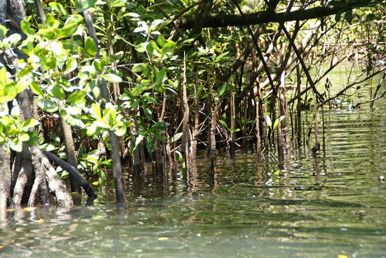 Mangroven