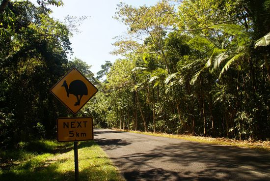 Achtung-Cassowary !