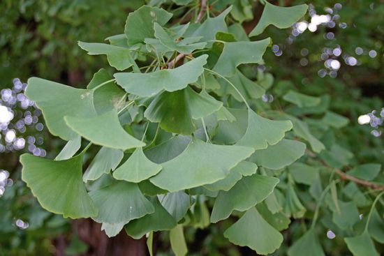 Im Innenhof stand ein riesiger Gingkobaum
