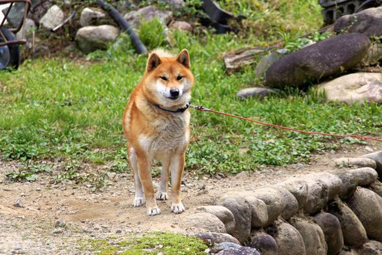 Hatchiko?