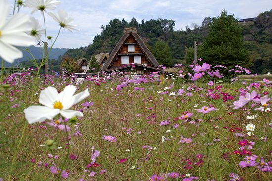 Cosmea-Wiese