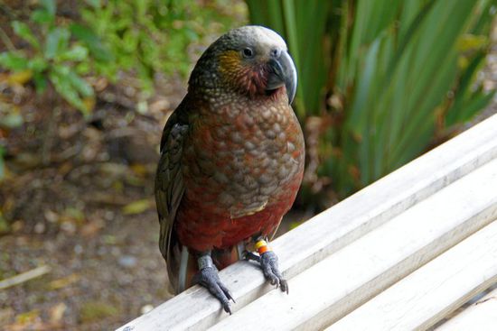 Kaka