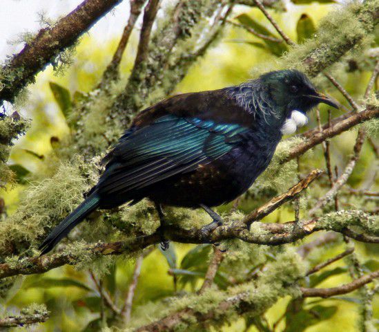 Tui