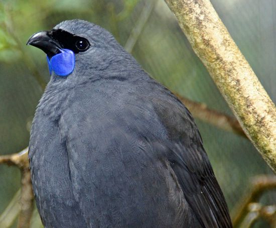 Kokako