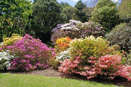 Harcourt Park