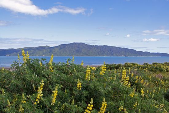 Die Insel ist Kapiti Island