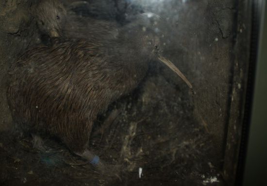 Beide sitzen in der Bruthöhle, besser geht es nicht!