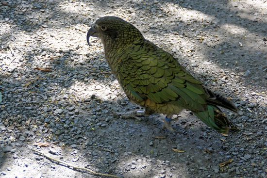 Kea