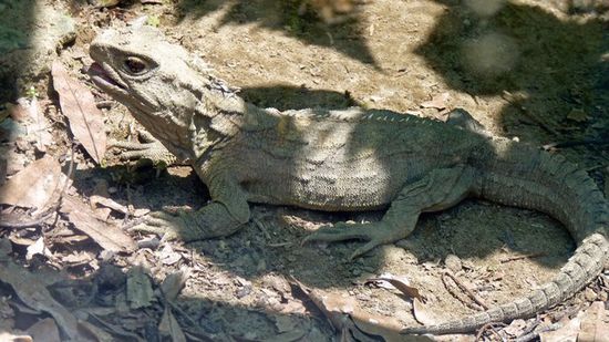 Tuatara