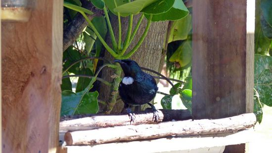 Tui