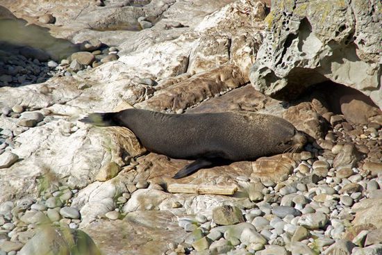 Seelöwen am Ohau Point