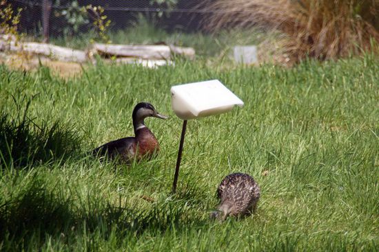 Takahe weg - Nachlese(r)