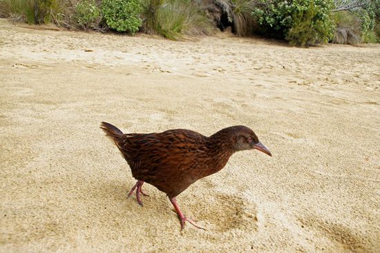 Weka