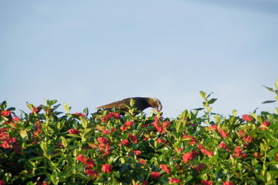 morgendlicher Besucher