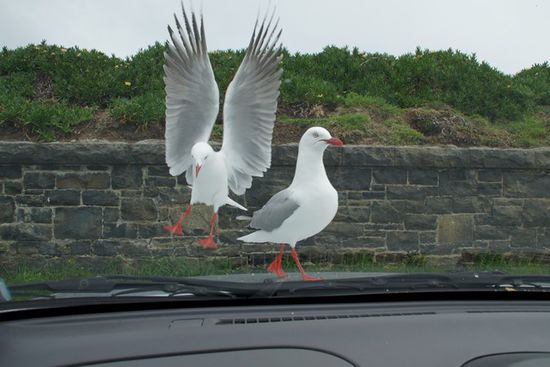 Achtung- Landung auf unserem "Silverfern" !!!!!!