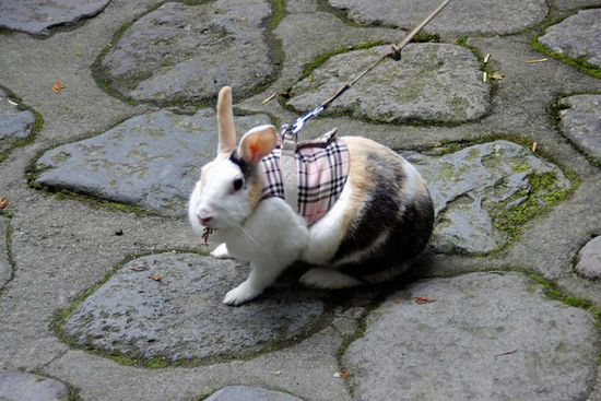 Wer geht schon noch mit Hundi (Luna + Sam) Gassi - das ist der Trend...