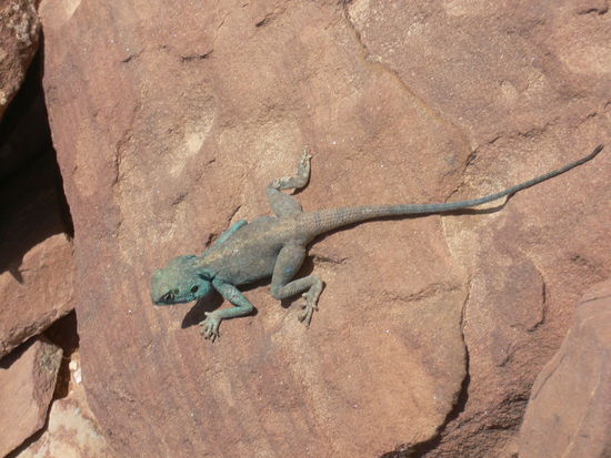 Die "Blaue Sinai-Agame - Pseudotrapelus sinaitus"