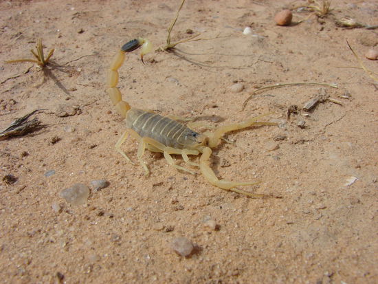"Fünfgestreifter Wüstenskorpion - Leiurus quinquestriatus"
