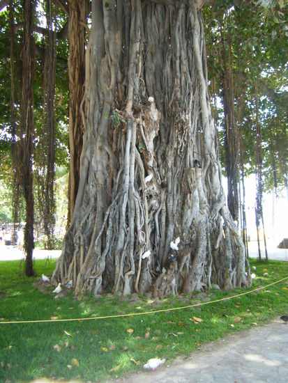 coole Bäume hier und vor allem so alt