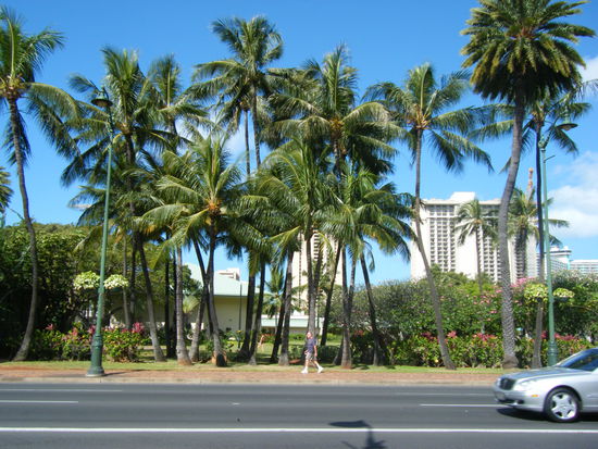 Also wenn ich nicht selber schon mal hingefasst hätte, würde ich's nicht glauben, dass die Palmen echt und nicht aus Plastik sind.