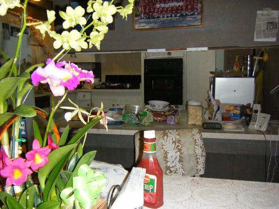 und hier ein blick durch blumen in die küche.