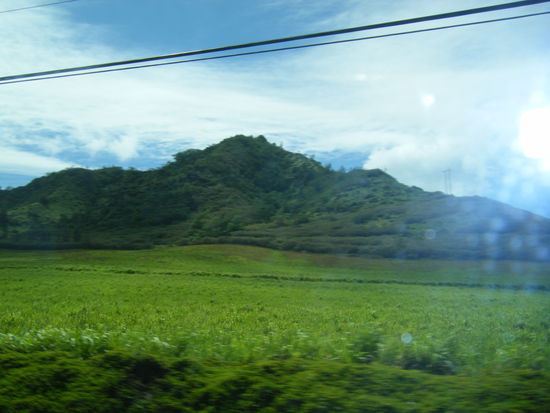 ein kräftiges grün, aus dem auto eingefangen