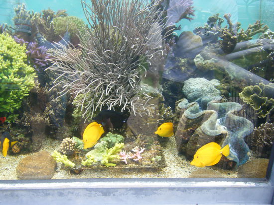 einer der vielen schönen tanks im aquarium.