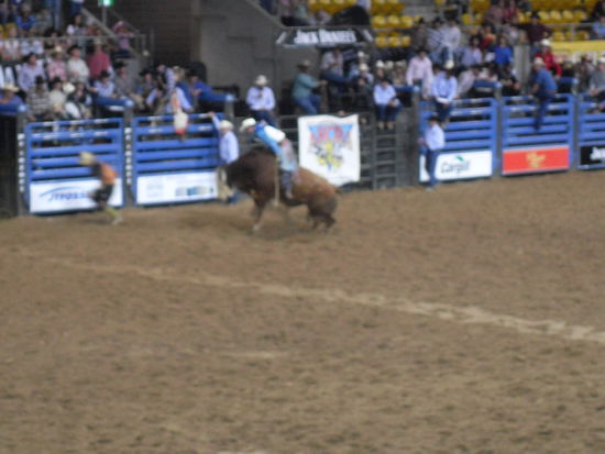 Bullriding