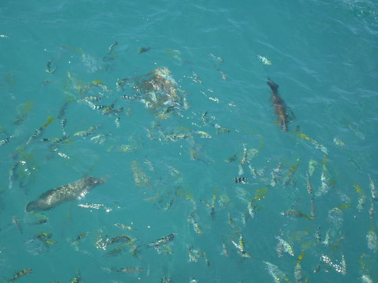 ein bisschen Fische fuettern