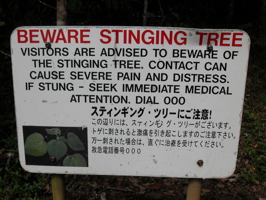 Und hier der Beweiss, Baeume koennen toeten!