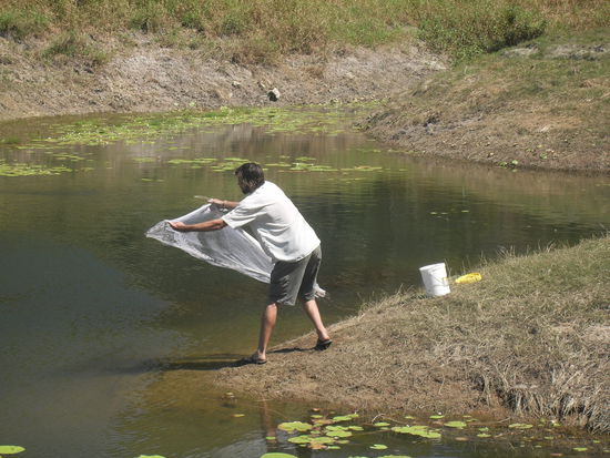 Fischversuch von Dana