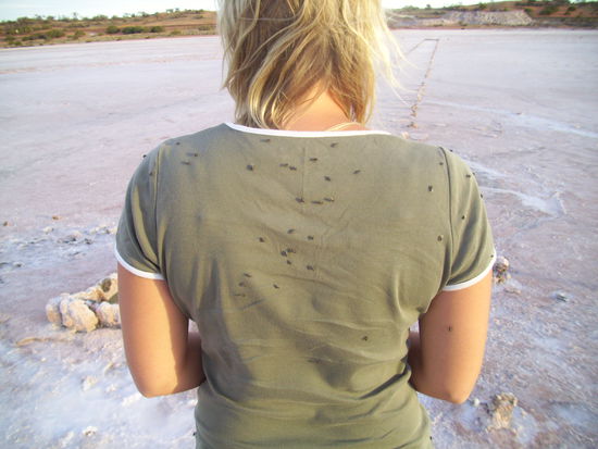 viele Fliegen gibts es natuerlich auch