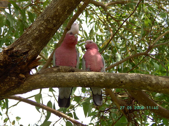 Das ist fuer meine Eltern!