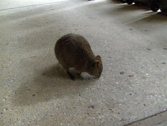 Mit den suessen Quokkas