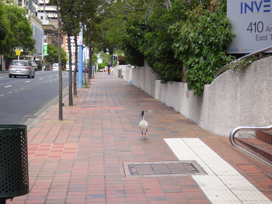Der Kleine begegnet mir immer in der Stadt