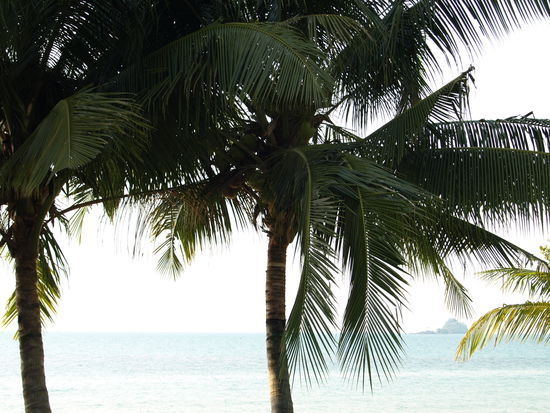 ... und immer wieder Palmen... wie im Paradies eben.