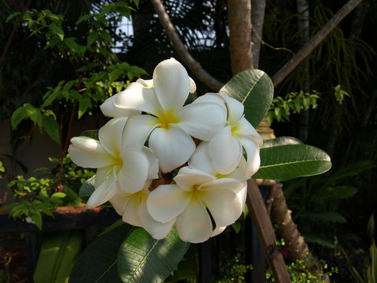 Baum fast ohne Blätter, klotzt aber mit süsslich duftender Blütenpracht. Hier möchte man Bienchen sein.