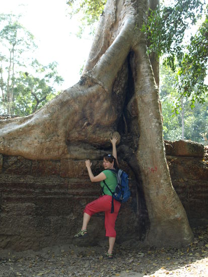 Unglaublich großer Wurzelstock. Gullivers Reisen fühlen sich wohl so an.