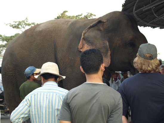 Auch kleine Elefanten mögen Obst. Er hier freut sich über reichlich Ananas vor der Kneipe.