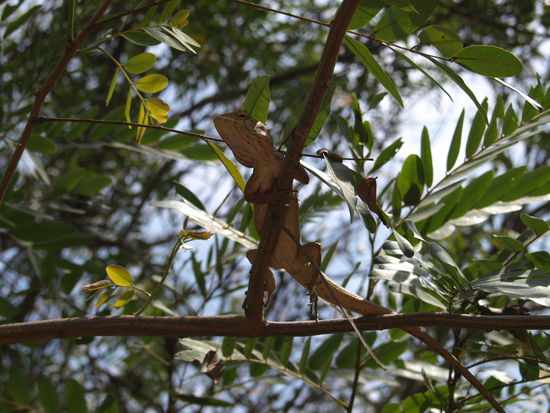 Gekko bei dem Versuch mit einem Ast zu verschmelzen