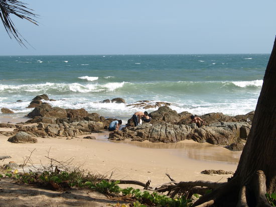 Beliebtes Haustier: Der Fisch im Aquarium, hier zum selberfischen