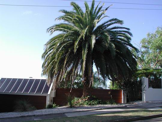 Palme @ Manly