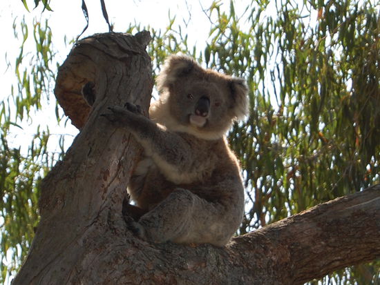 Im Koala Conservation Center...