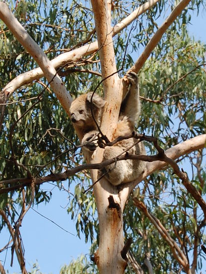 ...in den Baeumen sitzen...