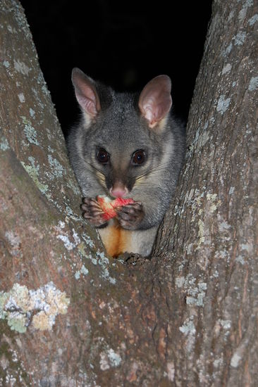 Sie sehen suess aus...