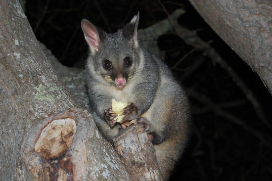 ...koennen aber ganz schoen boese werden...