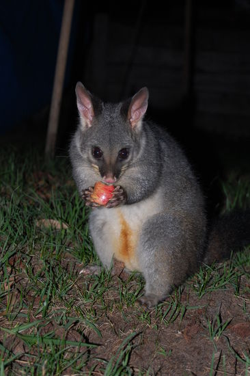 ...und beissen und kratzen.
Dieses war aber lieb 