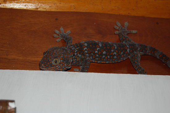 Dieser Kerl und noch einen Freund von ihm, hatten wir abends dann im Zimmer. Stefan ist aber ganz mutig geblieben und hat die Nacht ueberlebt 