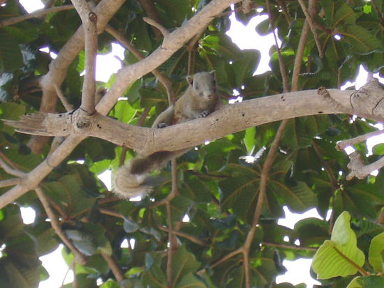 Ein Streifenhoernchen?