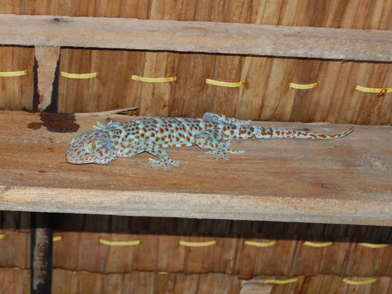 Ein Riesengecko.